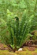 Polystichum lonchitis